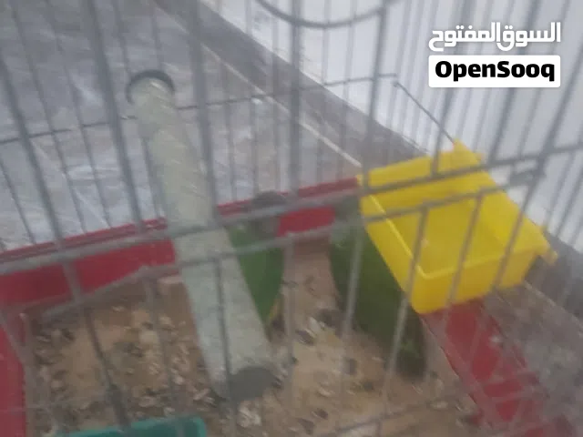 ببغاء سنغالي