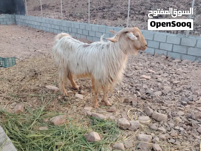 الموقع. بركه الموز