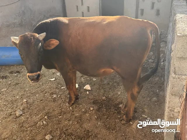 حلال عجل وثور جرسي مهجن او للمبتدله بعجله /وكباش للانتاج او الذبح