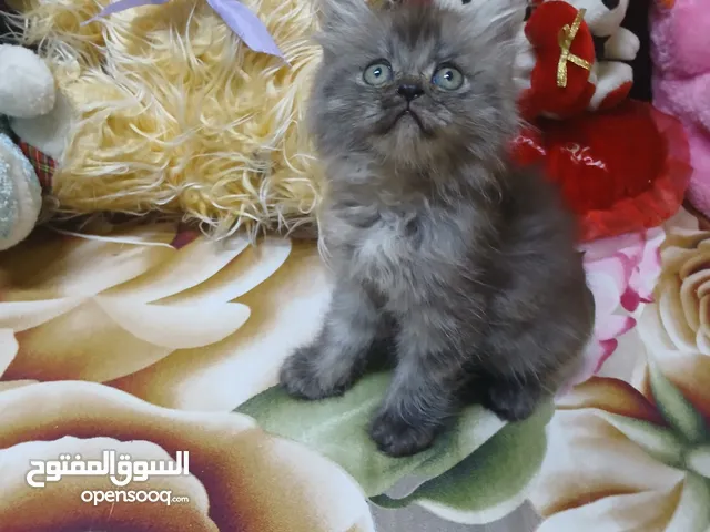 ولد شيرازي مون فيس