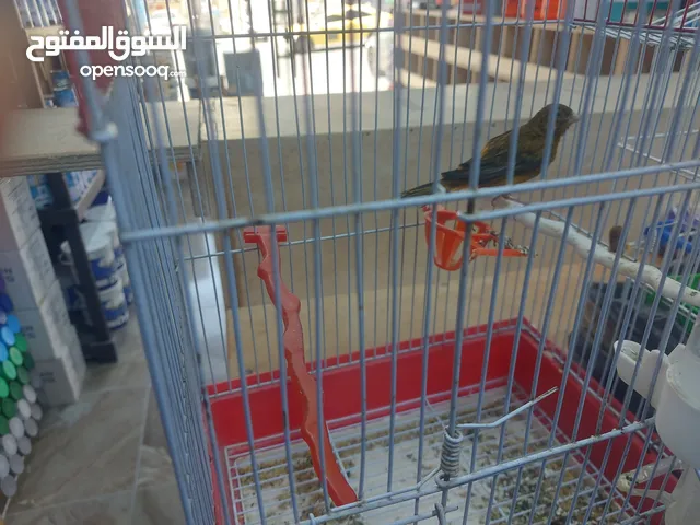 طيور كنار للبيع فحول جاهزات حبه أصفر وحبه نحاسي