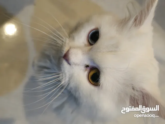 قط Agura للتنبني
