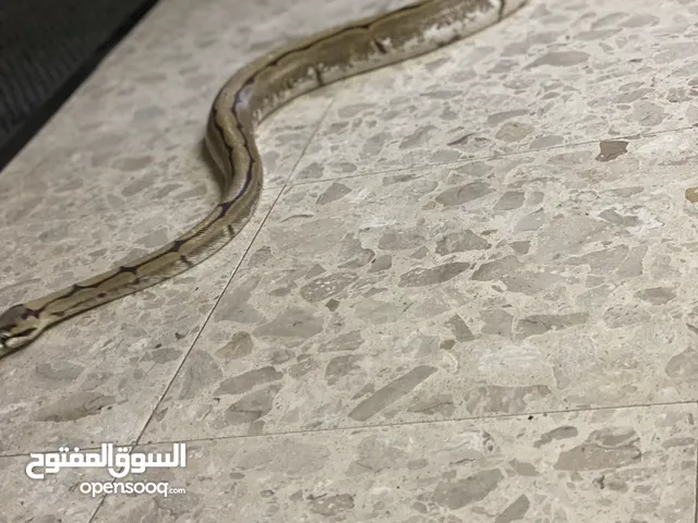 افعى بول بايثون للبيع