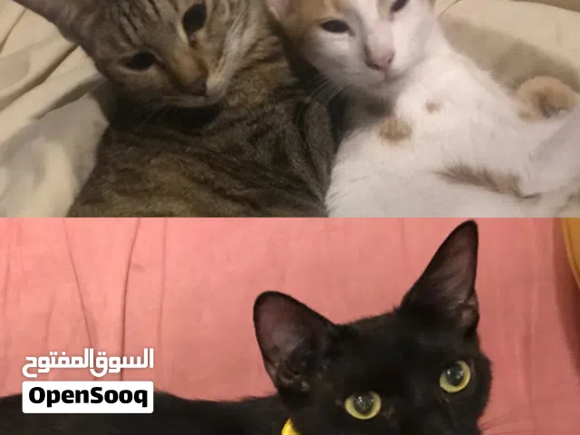 Spayed/Neutered+Vaccinated Cats FREE ADOPTION قطط معقمة مخصية مطعمة للتبني مجانا