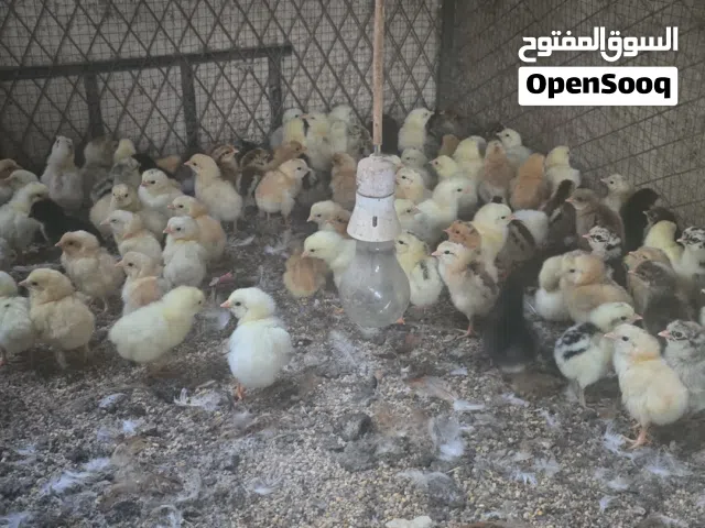 صيصان عماني فرنسي ب 250 بيسه