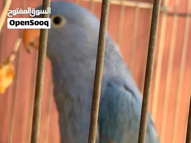 دره ازرق خشن عمر 3  شهر