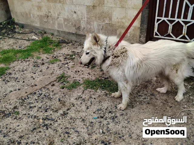 هاسكي ابيض كامل بيور فخم جدا