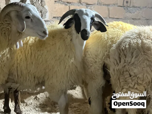 هناك اضاحي للعيد أسعار في متناول الجميع