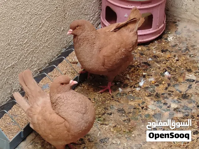 زوج حمام كينج حمر