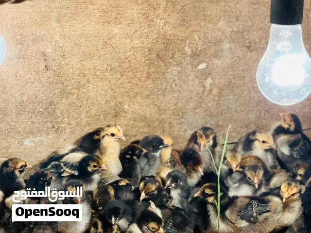 كتكوت براهما سبرايت درجه اولى ربي يبارك