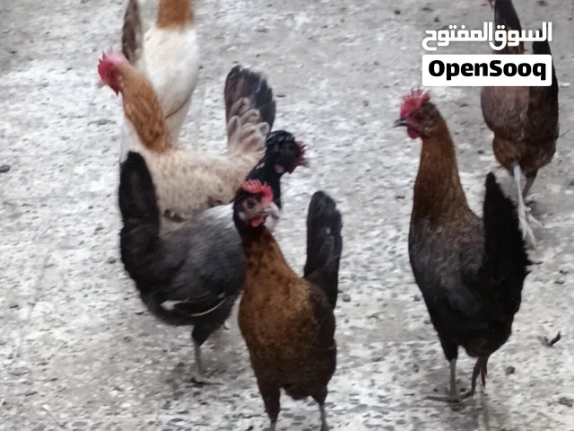 دجاج 6 حبات الدجاج يبيض