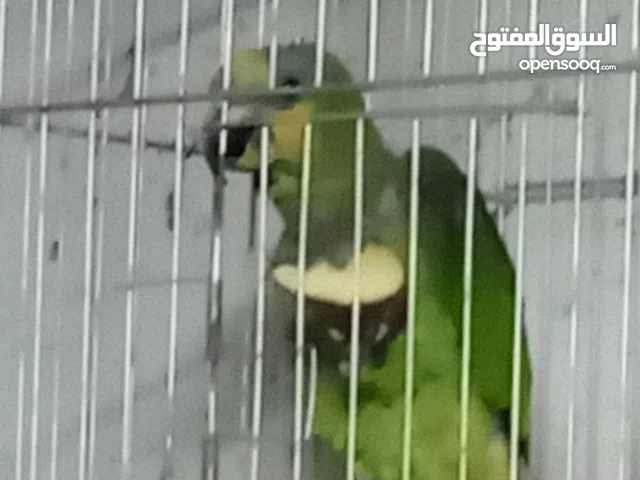 ببغاء امزون محجل حجل فضي