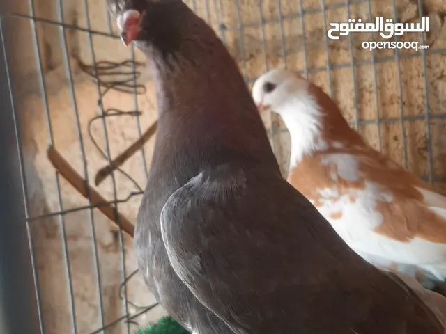 كوبيه هزاز