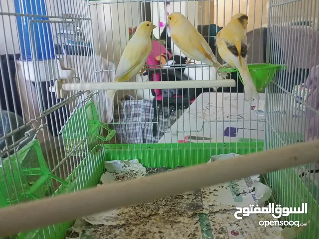 كنارات للبيع