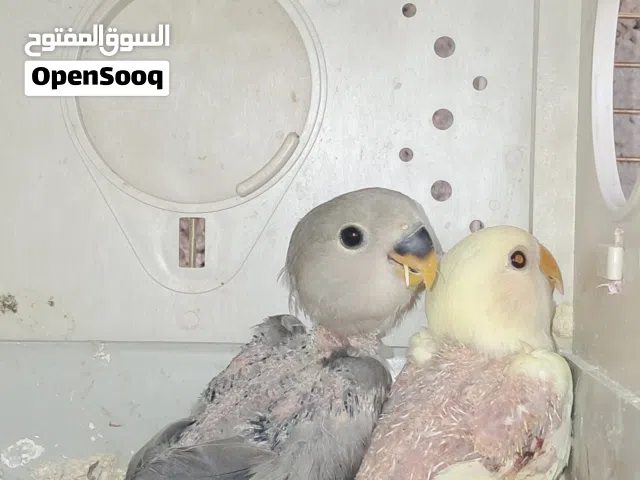 كوبيه بركديلو عنده إنتاج