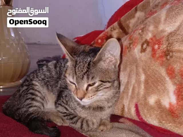 قطة صغيرة للتبني