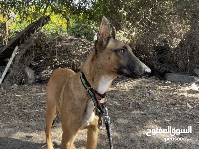 Malinois مالينوا