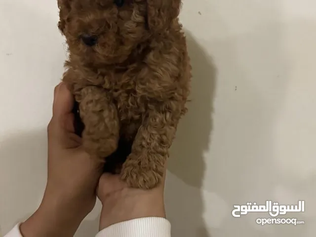 Imported Toy Poodle Puppies From Egypt Top Quality