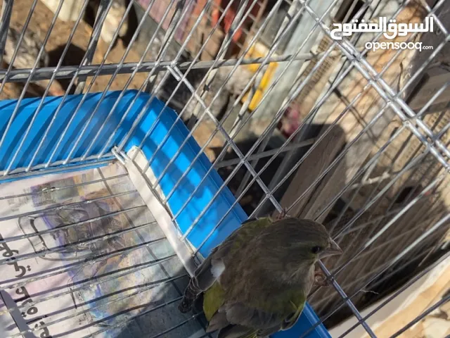 عصفور سفاري ذكر
