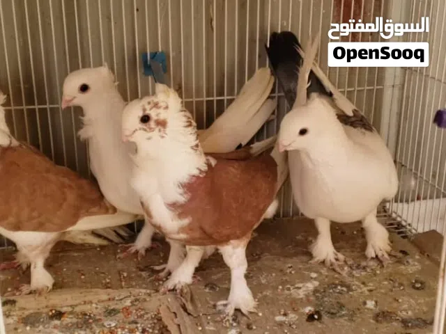 الذي معه حمام عربي او بولندي يشتي يبيع يتواصل بي المهم منتجات