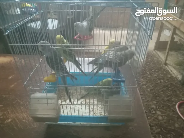 طيور الحب للبيع بألوان زاهية وجميلة السعر 5 دنانير للعصفور الواحد مع إمكانية التفاوض على السعر