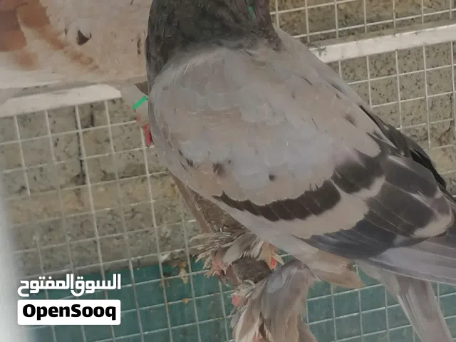 حقم عادي للبيع لتربيه أو لذبح