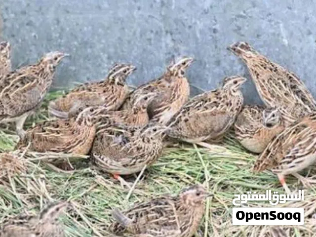 دجاج سمان كميه كبيره