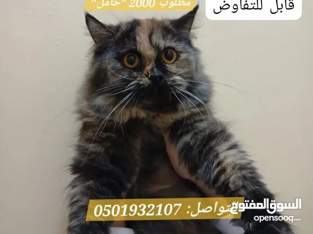 قطط شيرازي بمختلف الاعمار