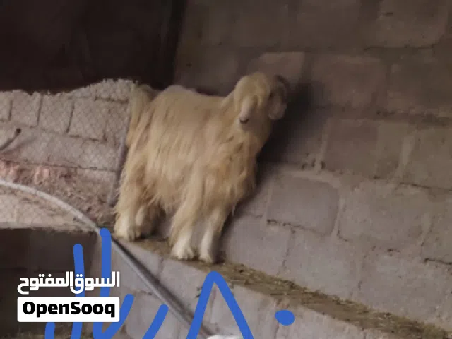 أغنام جباليه للبيع مطعومه قت وسح فقط لا غير تصلح لأضحيه وللتربيه