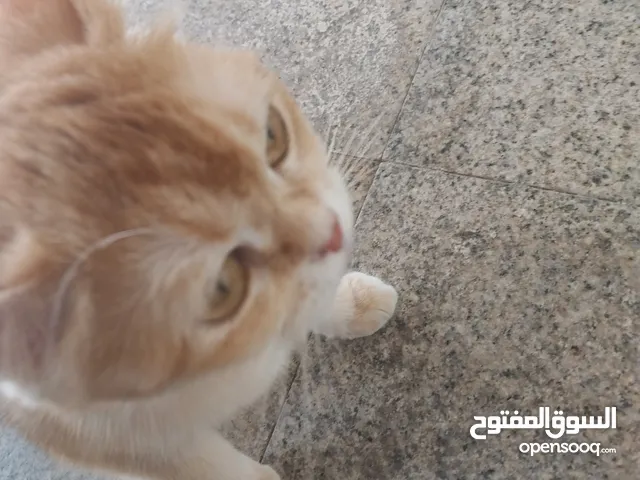 قطط قطط قطط
