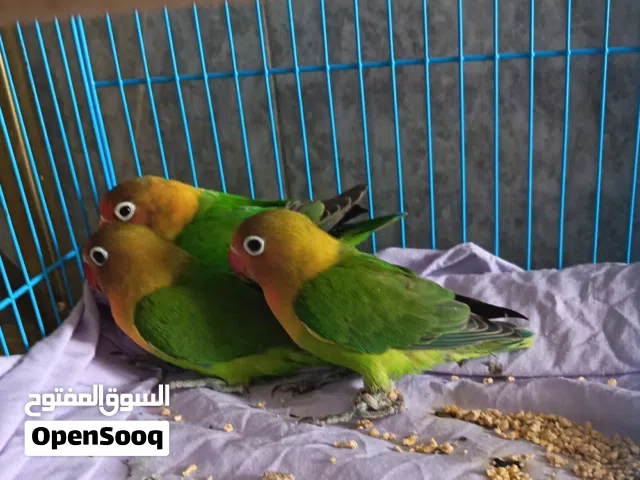 زوج فيشر للبيع