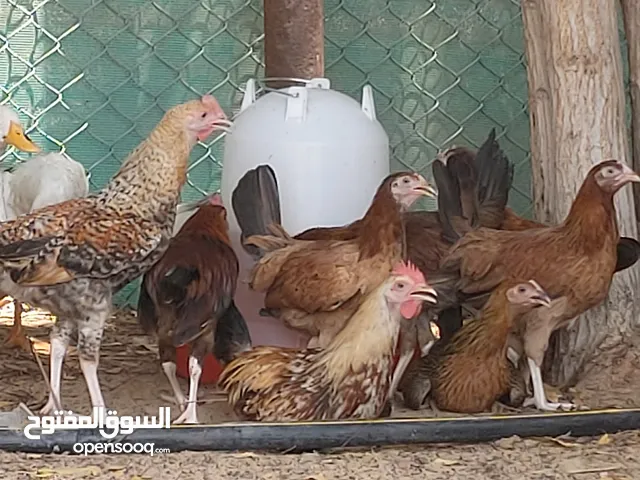 Good and healthy chicken available
