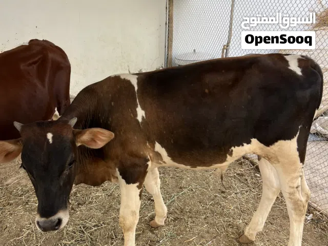 عجال ظفاريات مطعومات