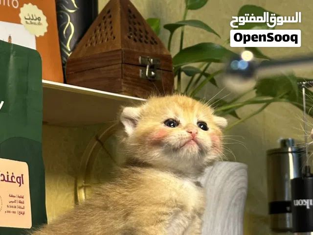 قطط سكوتش فولد جولدن بيور