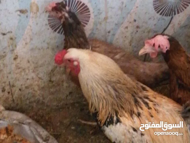 دجاج عربي هراتي البيع