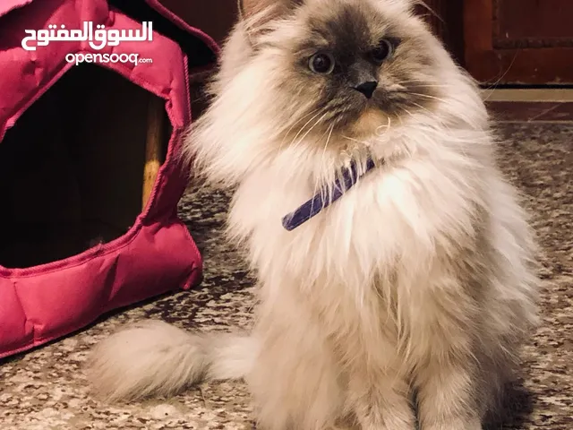 للتبني انثى مطعمه معها كرت معقمه عمرها سنتين ونص تقريبا لعوبه كتير وبتاكل اغلب الاكل هملايا ن