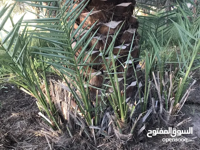 إعلان بيع نخيل