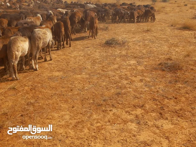 ابوحمد الحمري للخرفان البلديه بيع صادر وبيع محلي