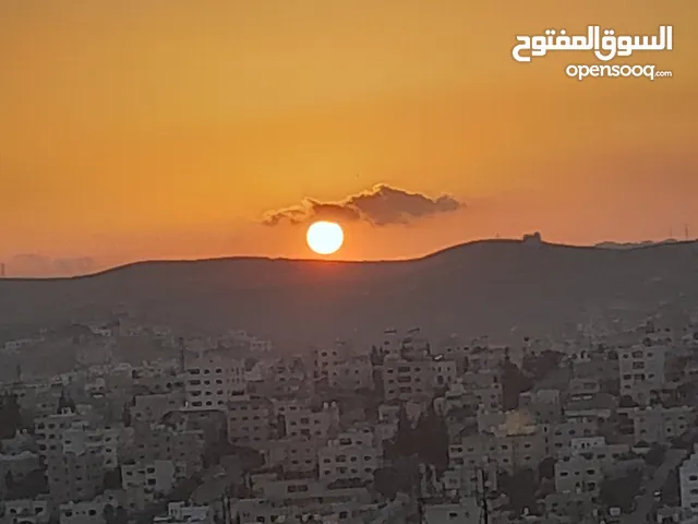 مطلوب اربع صيصان براهما بالزرقاء