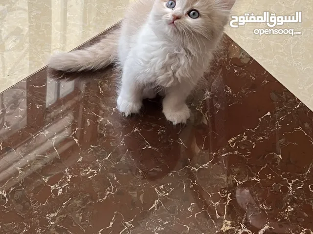 قطة همالایا عمر شهرین للبیع