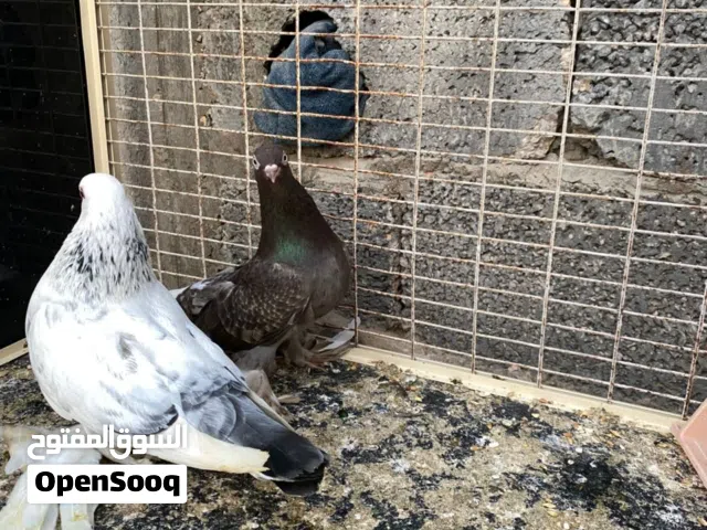 سلام عليكم  اللهم بارك  متاح كوبيه هزاز ربي يبارك  كوبيه تحتها فرخ  ربي يبارك في رزاق لجميع