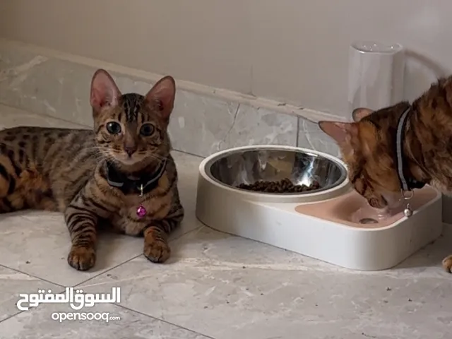 انثى قط بنغال بيور العمر اقل من 6 اشهر