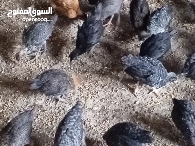 والصلاه والسلام على رسول الله صلى الله عليه وسلم متاح صيصان بلدى البزره الاصليه نظافه وصحه وعافيه تم