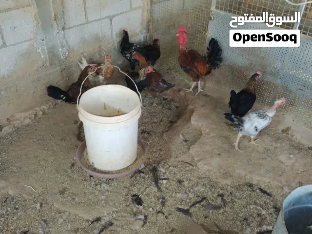 ديوك للبيع