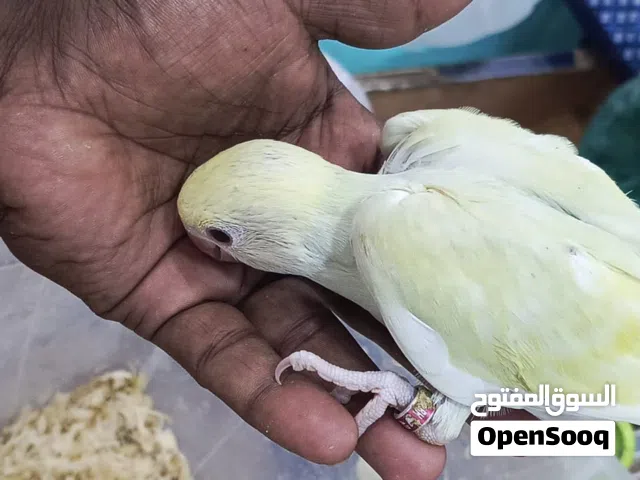 فروخ متو للبيع ليموني واصفر