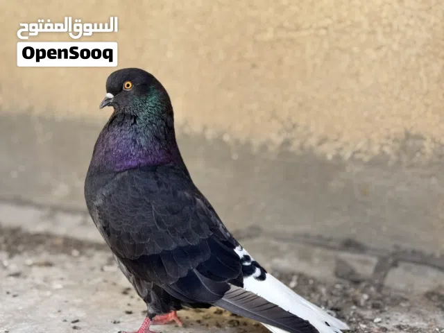 حمام نيكولا زوج هنه وافراخهن وحاليا مبيضات