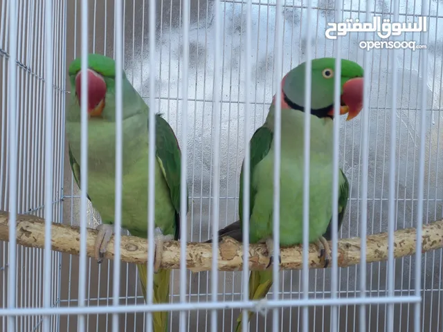 زوج درة نيبالي