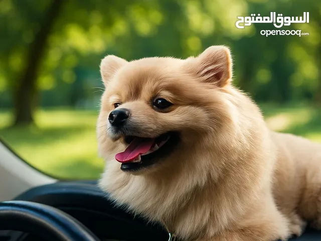 كلب ذكر عمر 6 اشهر بومرينيان و انثى