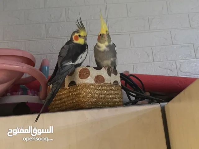 حبة كوكتيل