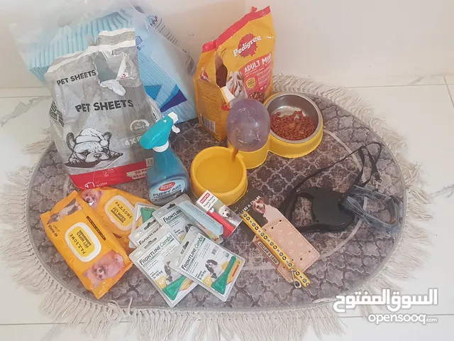 كلب للبيع...كراميل... dog for sale